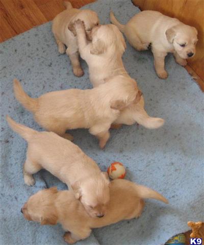 Portuguese Water Dog Puppies for Sale